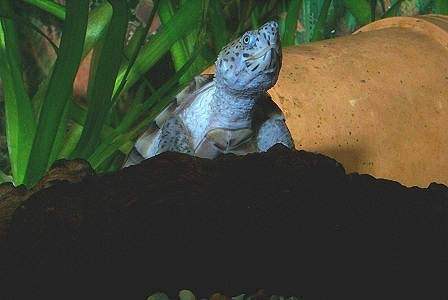 Kielr�ckige klappschildkroete